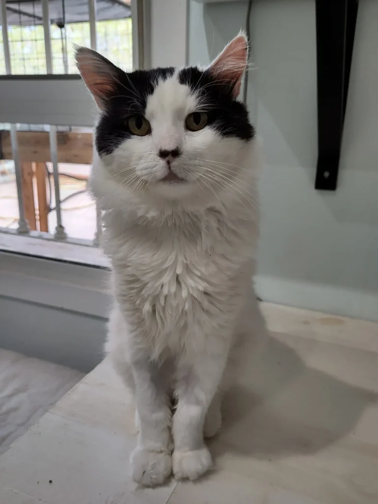 Milo, gato blanco y negro en adopción positivo a leucemia