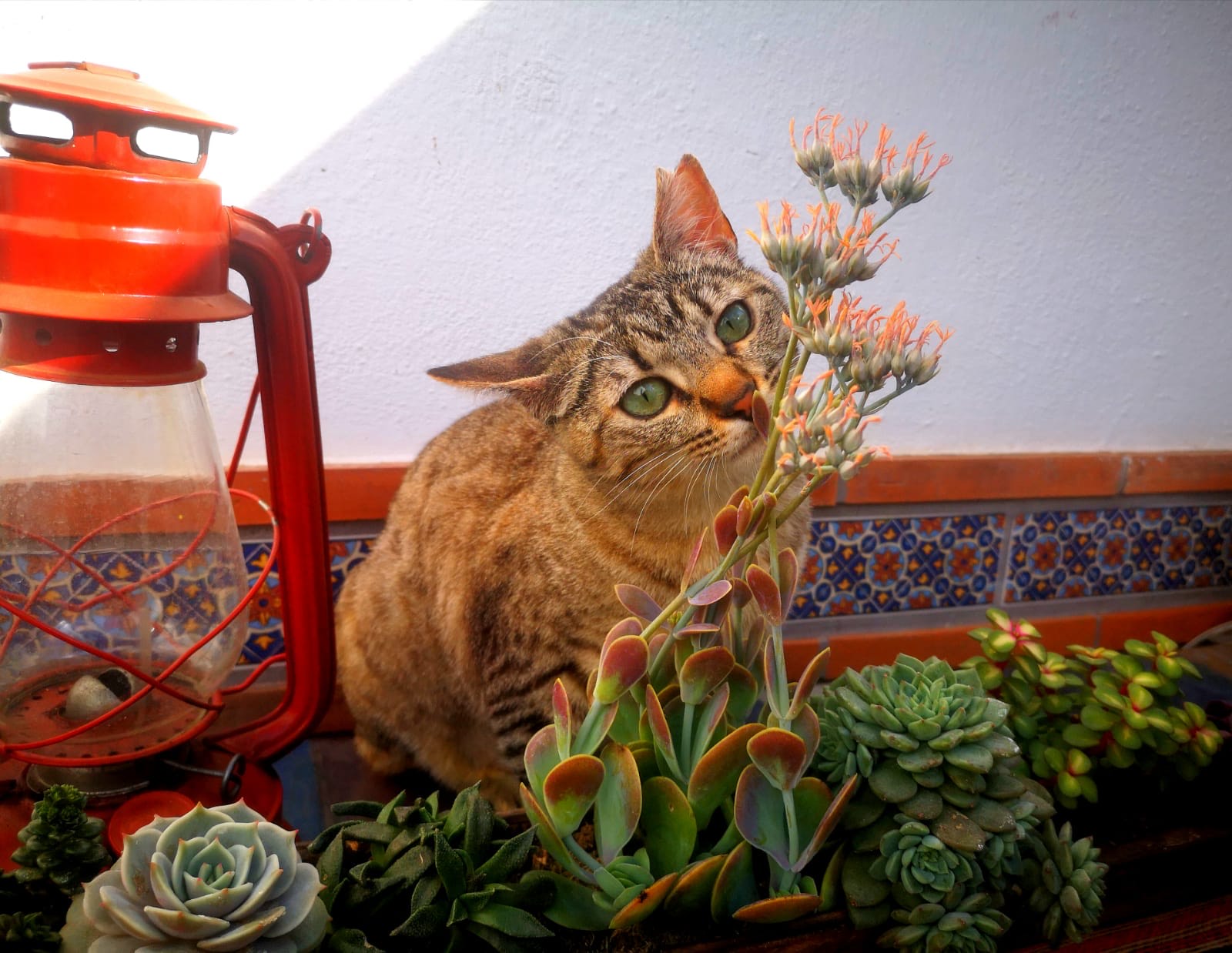 Salvia Salvia, gata que estuvo en acogida y se dio en adopción. Tricolor más atigrada olisqueando una planta