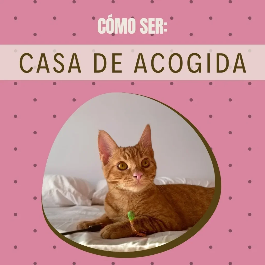 Cómo ser casa de acogida casa de acogida