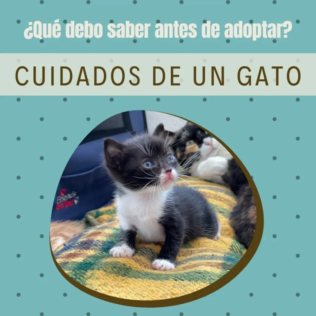 Antes de adoptar: cuidados básicos de un gato Cuidados de un gato qué debo saber antes de adoptar. Es el título, en la foto también aparece un gatito bebé blanco y negro