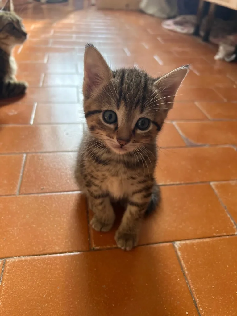 Gatos bebés en adopción