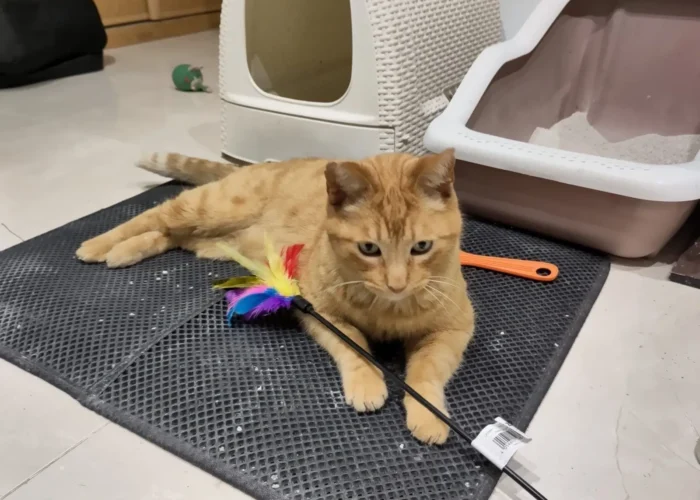 Foto de Robbie un gato naranja en adopción positivo a leucemia