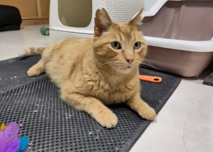 Foto de Robbie un gato naranja en adopción positivo a leucemia