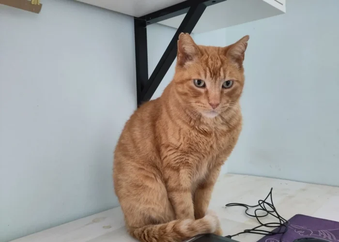 Foto de Robbie un gato naranja en adopción positivo a leucemia