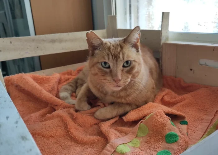 Foto de Robbie un gato naranja en adopción positivo a leucemia