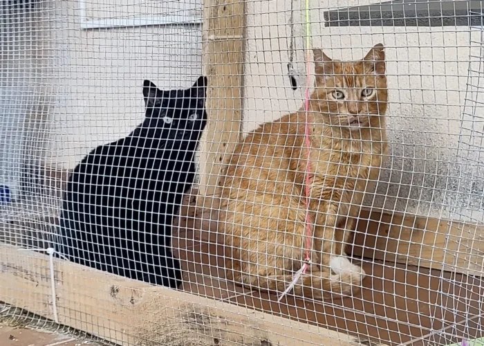 Foto de Robbie un gato naranja en adopción positivo a leucemia