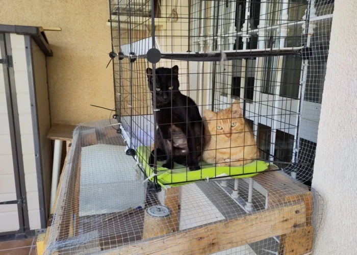 Foto de Robbie un gato naranja en adopción positivo a leucemia