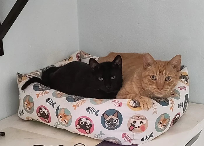 Foto de Robbie un gato naranja en adopción positivo a leucemia con otra gata