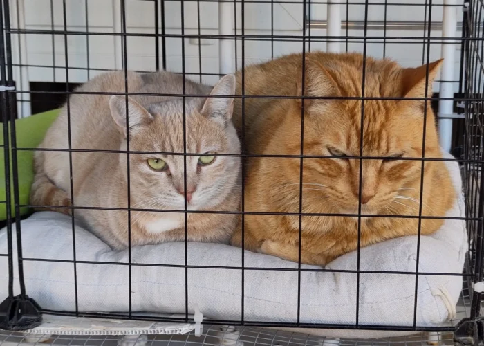 Foto de Robbie un gato naranja en adopción positivo a leucemia con otra gata