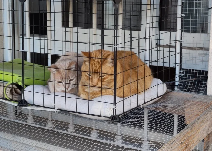 Foto de Robbie un gato naranja en adopción positivo a leucemia con otra gata