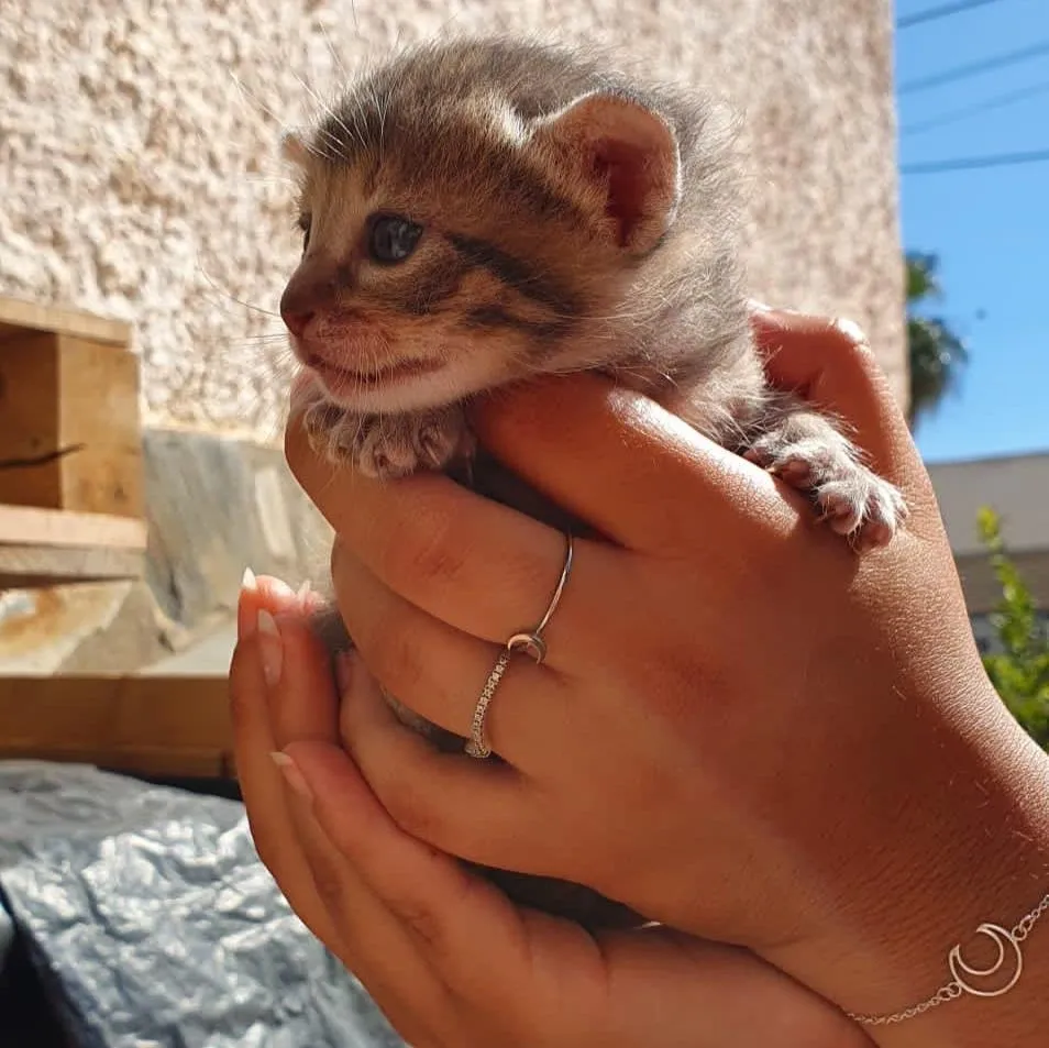 Gato bebé atigrado Gato bebé atigrado que fue dado en adopción